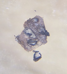 Splanchnonema ampullaceum