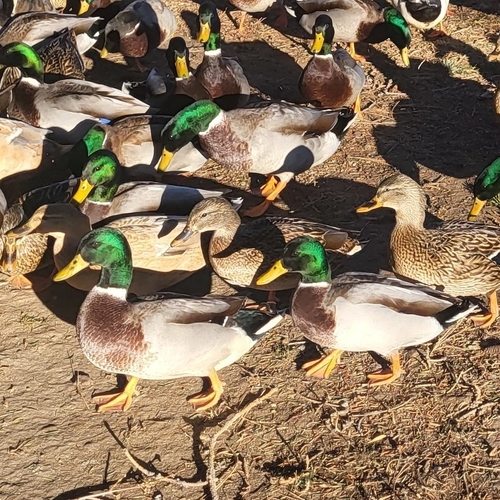 iNaturalist observation 2025-12-20