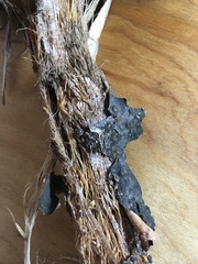 Splanchnonema ampullaceum