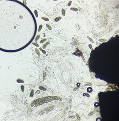 Splanchnonema ampullaceum