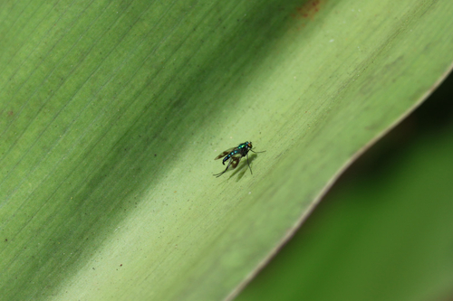 Unknown species found near Florida Tech Dr, Melbourne, FL, US