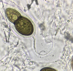 Splanchnonema ampullaceum