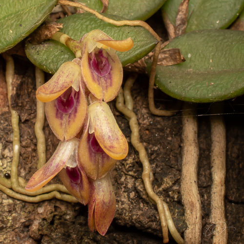 Acianthera recurva, photograph 4