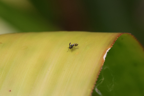 Unknown species found near Florida Tech Dr, Melbourne, FL, US
