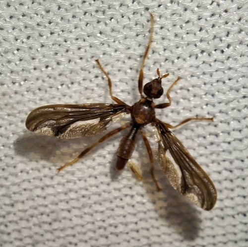 Unknown species found near Woodworth, LA 71485, USA