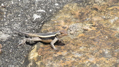 Sceloporus chrysostictus