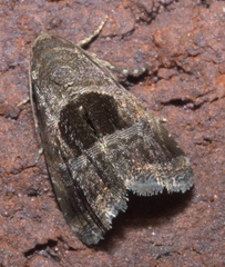 Tripudia rectangula