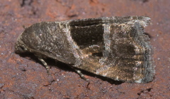 Tripudia rectangula