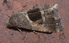 Tripudia rectangula