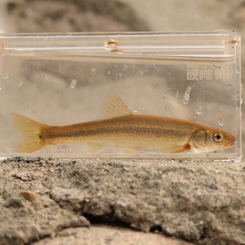 Amur Minnow