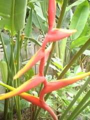 Heliconia × rauliniana