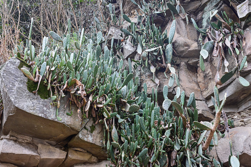 Indian fig opuntia