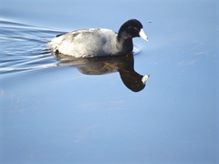 Fulica americana americana