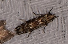 Otonoma anemois