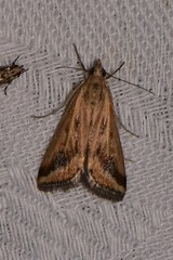 Achyra massalis