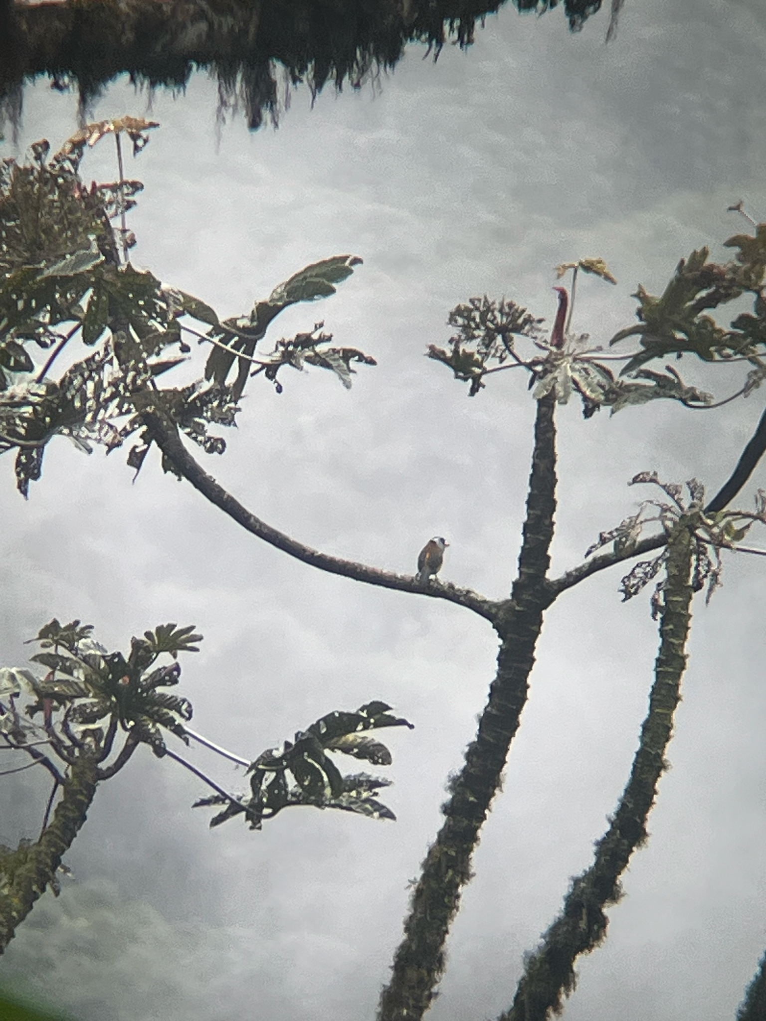 Toucan Barbet (Semnornis ramphastinus), photo 3