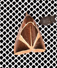 Agamana conjungens