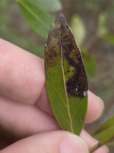 Unknown species found near Winslow Township, NJ, USA