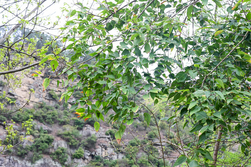 Himalayan Maple