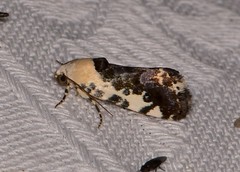 Acontia nivipicta