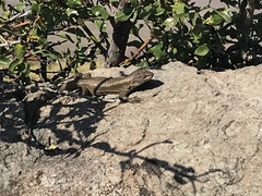 Liolaemus carlosgarini