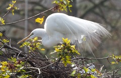 Ardea alba