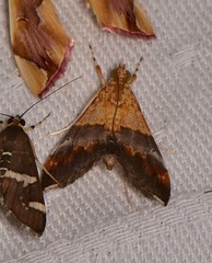 Tetracona amathealis