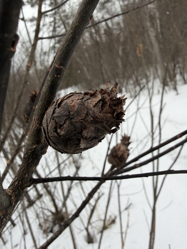 Unknown species found near Kenwood, Duluth, MN, US