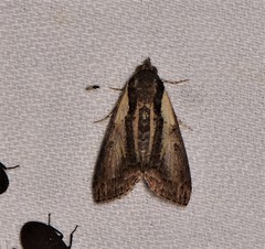 Lophoptera vittigera