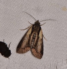 Lophoptera vittigera