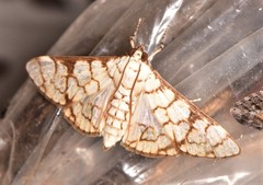 Aphytoceros lucusalis