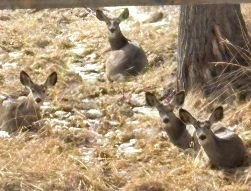 iNaturalist observation 2026-03-17