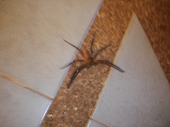 Heteropoda venatoria