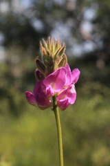 Galactia crassifolia