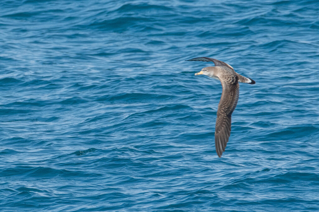 Scopoli's shearwater gliding over blue water, seen from above