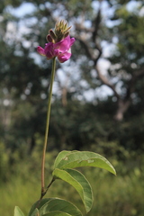 Galactia crassifolia