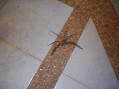 Heteropoda venatoria