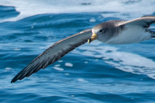 Scopoli's Shearwater (Calonectris diomedea), photo 6