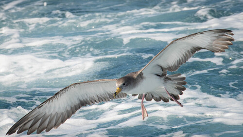 Scopoli's Shearwater (Calonectris diomedea), photo 7