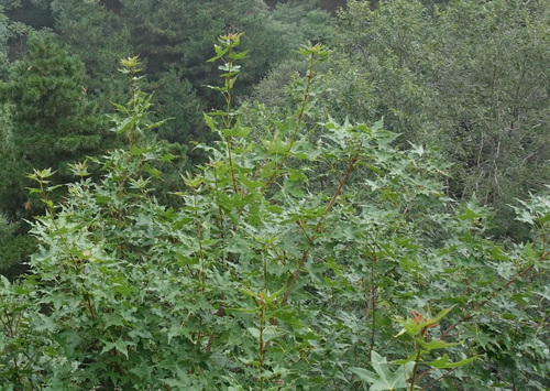 Shandong Maple (Acer truncatum)