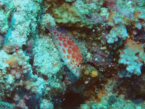 Cirrhitichthys oxycephalus
