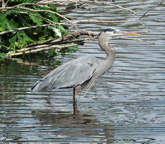 Ardea herodias