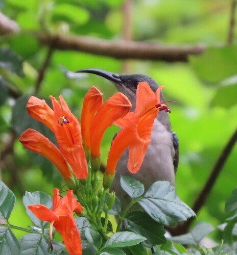 Grey Sunbird (Cyanomitra veroxii), photo 10