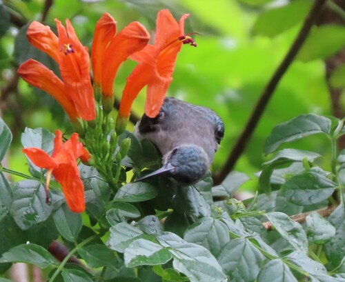 Grey Sunbird (Cyanomitra veroxii), photo 9