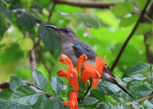 Grey Sunbird (Cyanomitra veroxii), photo 1