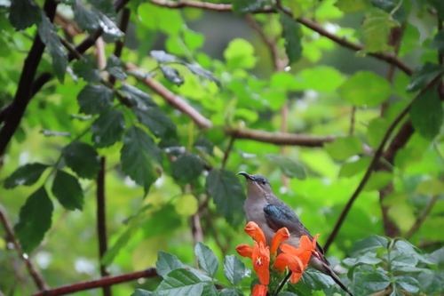 Grey Sunbird (Cyanomitra veroxii), photo 2