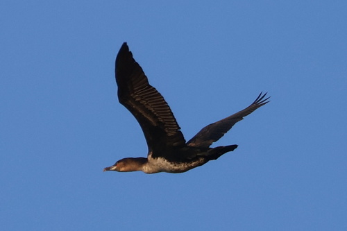 iNaturalist: (c) Gerhard Lemmer, some rights reserved (CC BY-NC), uploaded by Gerhard Lemmer iNaturalist image