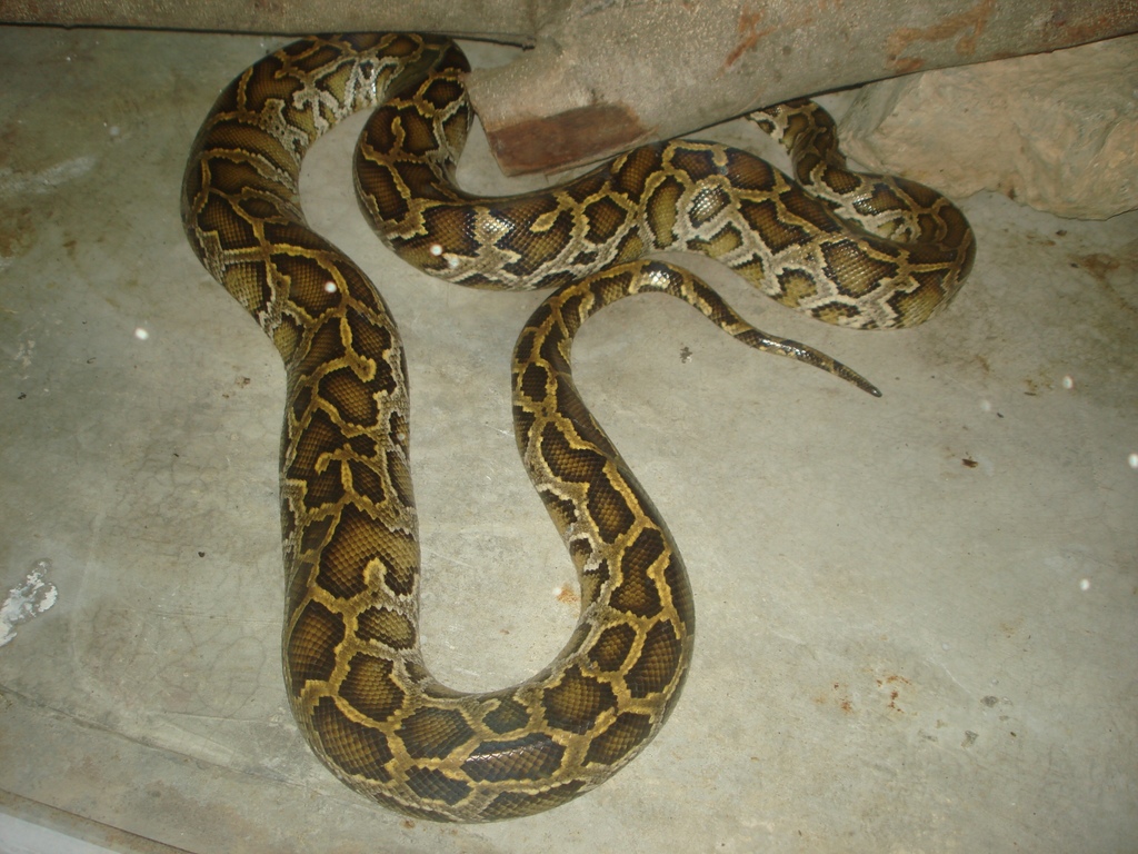 Burmese Python in August 2010 by vovikantonyan. Темный тигровый питон ...