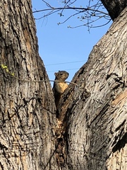 Sciurus niger