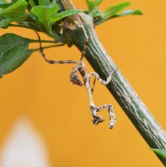 Pseudovates paraensis
